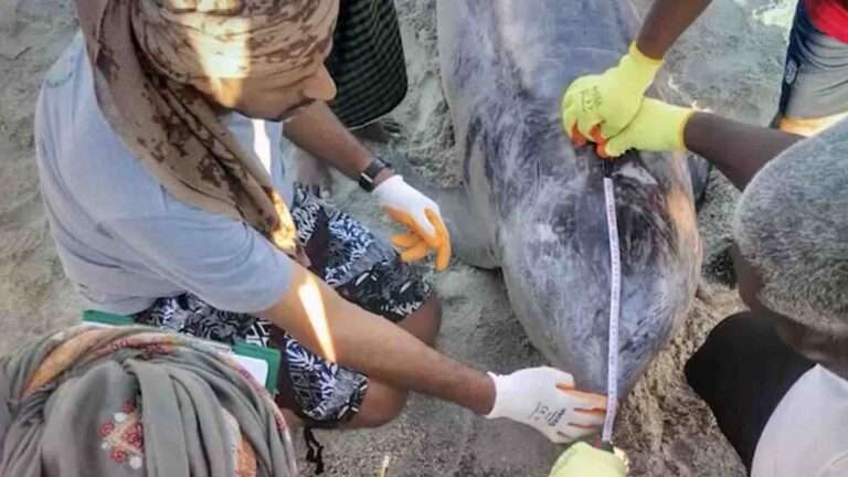 Read more about the article Seven Beached Dolphins Saved As Rescuer Pushes Them Back Out To Sea