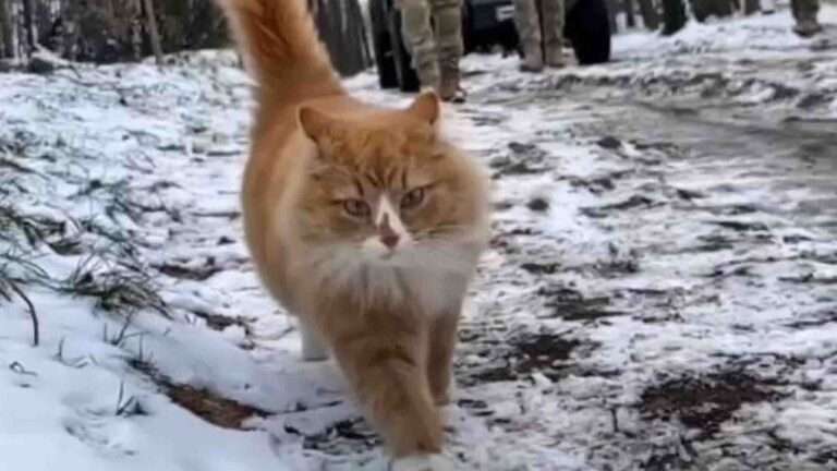 Read more about the article Ginger Cat Dubbed ‘Private Ket’ Leads Ukrainian Troops Through Snowy Forest