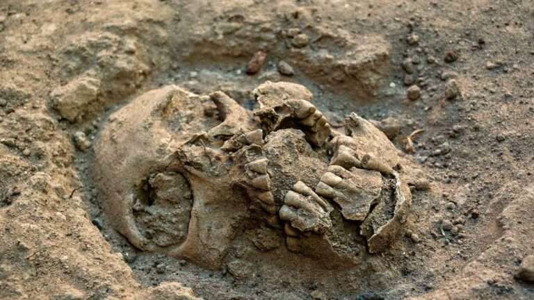 Read more about the article Archaeologists Unearth 21 Human Skeletons In Medieval Cemetery