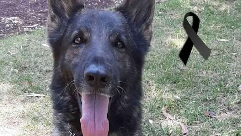 Read more about the article Hero Mexican Rescue Dog Dies After Flying 6,000 Miles To Turkey To Look For Quake Survivors