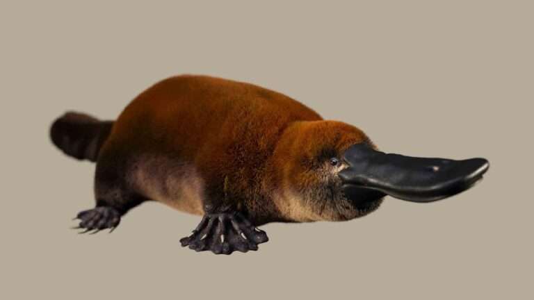 Read more about the article 70 Million-Year-Old Platypus Relative From Dinosaur Age Found In Patagonia