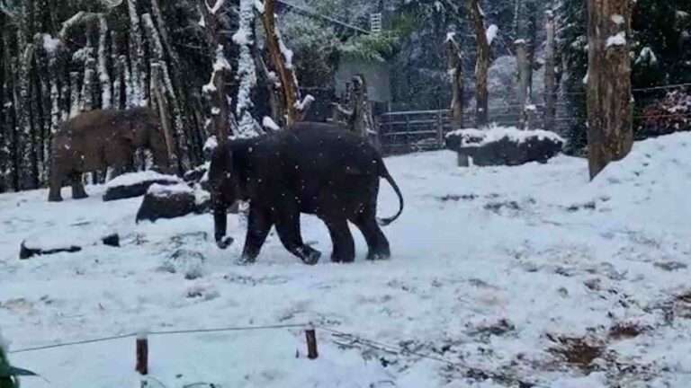 Read more about the article Nellyphant Aged Just Two Can’t Get Enough Of Playing In The Snow