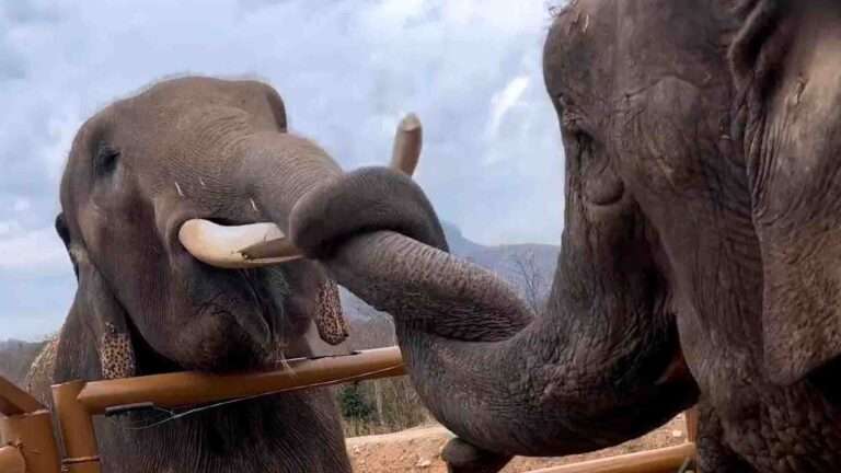 Read more about the article Two Elephants Find Love With Each Other After Years Of Receiving Abuse In Circus