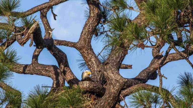 Read more about the article Famous American Bald Eagles Build New Nest At NASA’s Kennedy Space Center