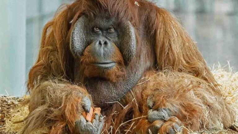 Read more about the article Celeb Orangutan Put Down By Vets