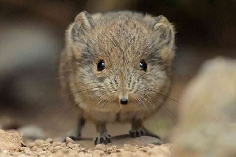Read more about the article Tiny Elephant Shrews Go On Show After Mum Hid Them From Zookeepers