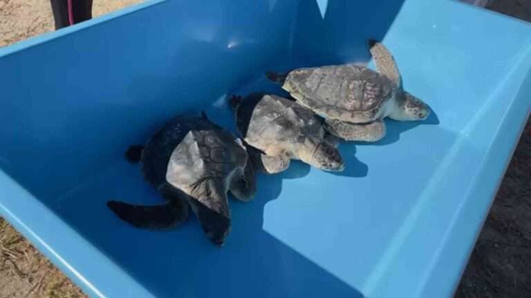 Read more about the article ‘Too Cold’ Endangered Turtles Back In Wild After Holiday In Florida Sun