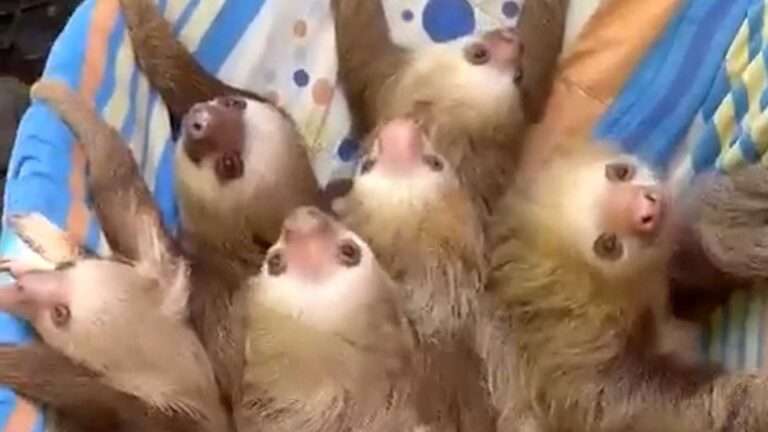 Read more about the article Baby Sloths Go On The Ride Of Their Lives