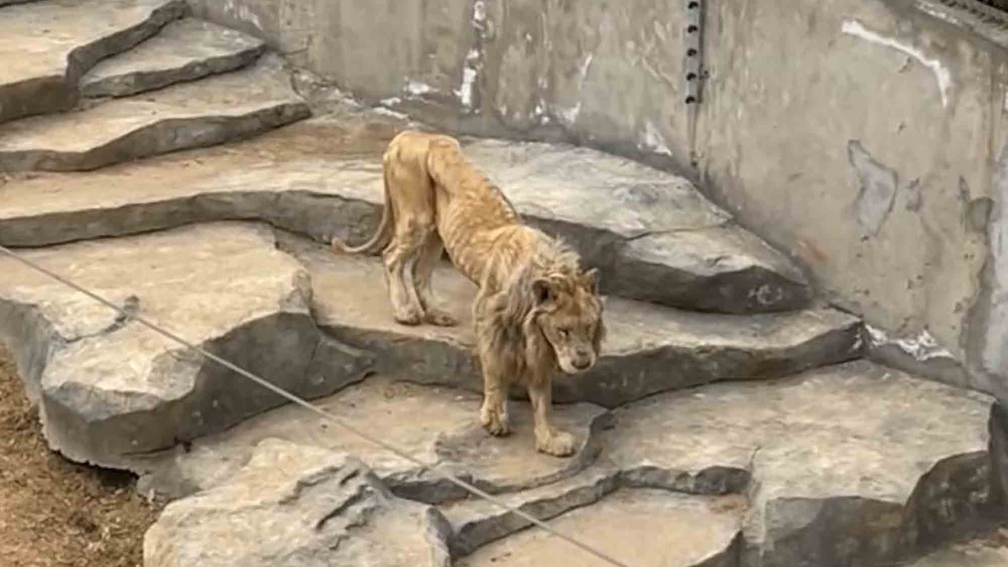 Starving Lion Is Just A Walking Skeleton
