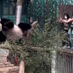 Panda Twerks Off Itchy Backside