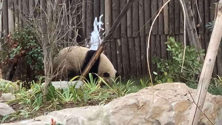 Read more about the article Hilarious Moment Panda Attempts To Fix Water Leak It Caused