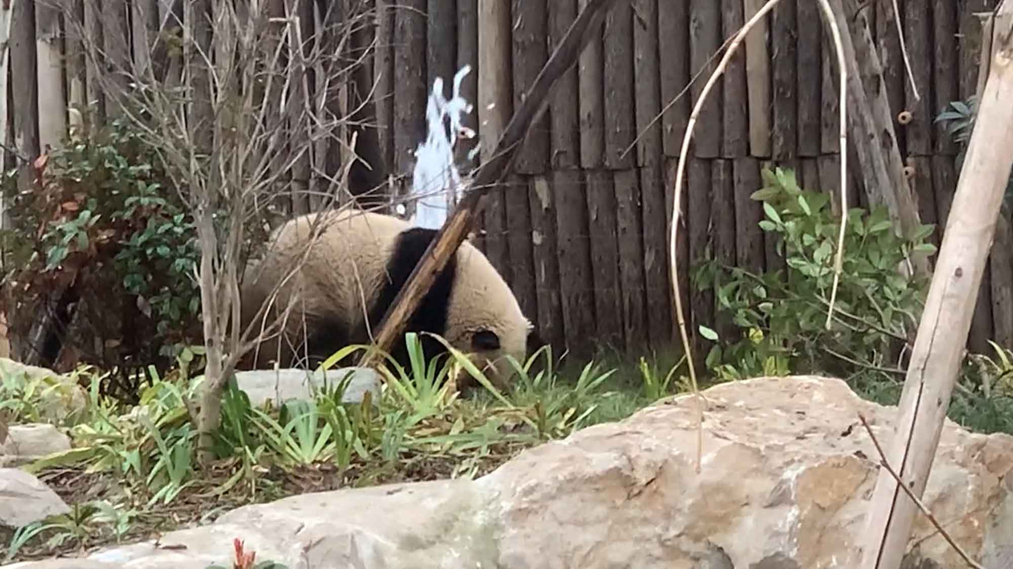 Hilarious Moment Panda Attempts To Fix Water Leak It Caused