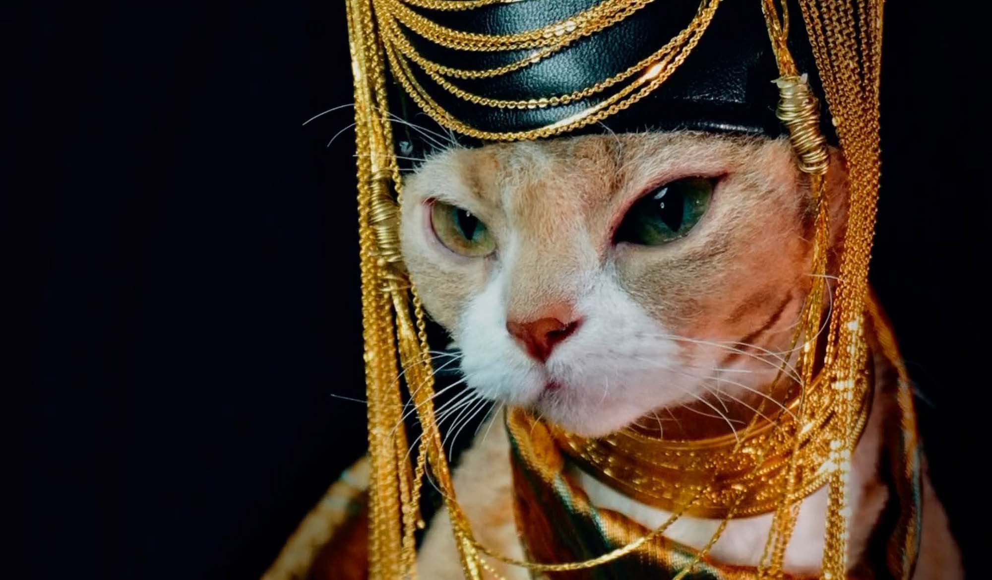 Cat Turns Fashion Model In Unique Chinese-Style Costume Designs