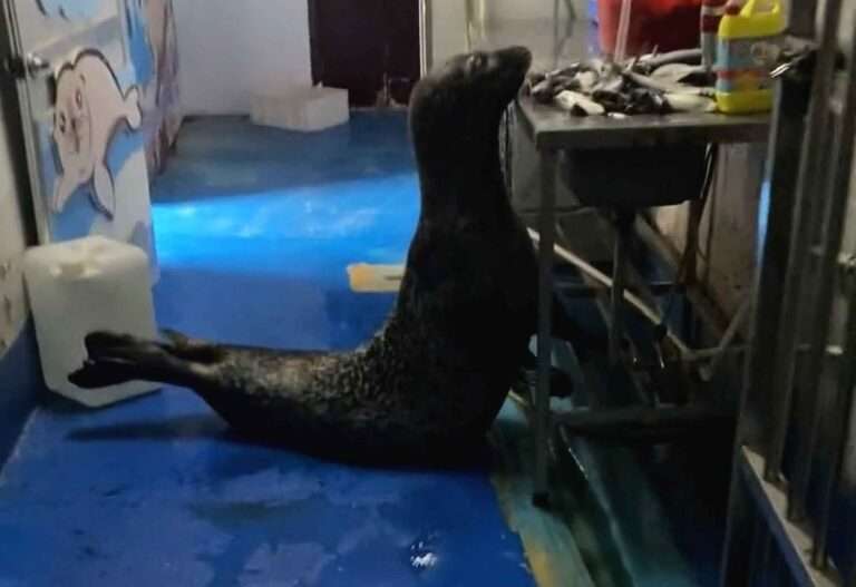 Read more about the article Gill-ty Seal Caught Stealing Fish From Zoo Kitchen