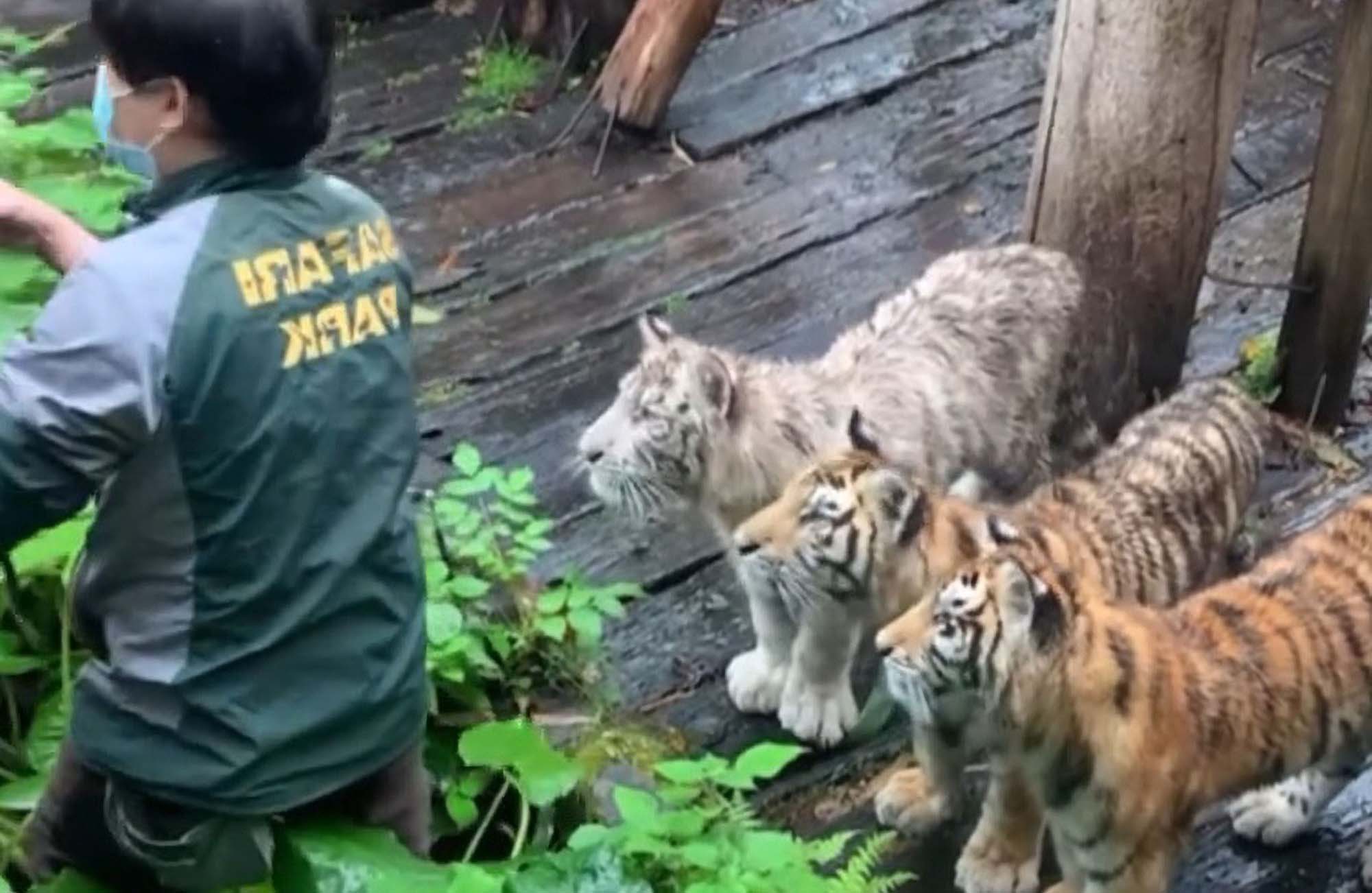 Tiger Cubs’ Adorable Lineup As Keeper Finds Dropped Phone