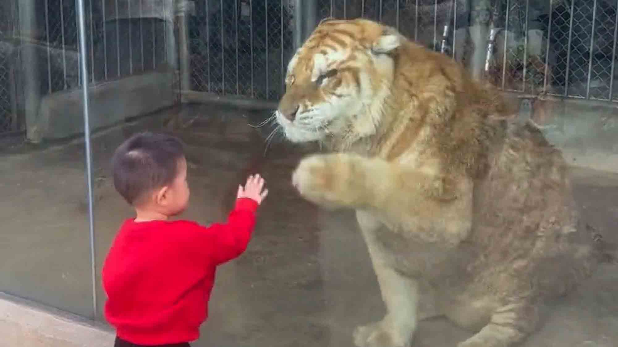 Little Boy Play-Fights With Big Cat At Chinese Zoo
