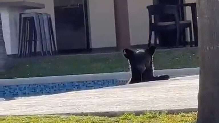Read more about the article Small Bear Uses Family’s Swimming Pool To Cool Off