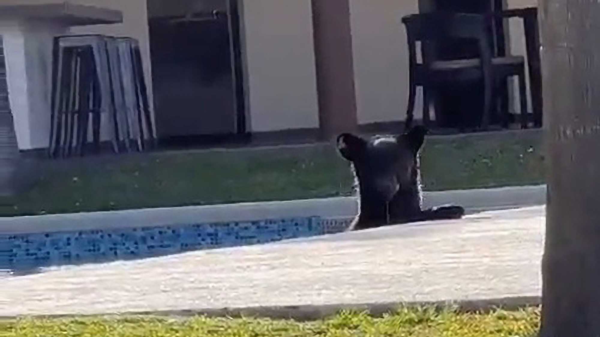 Small Bear Uses Family’s Swimming Pool To Cool Off