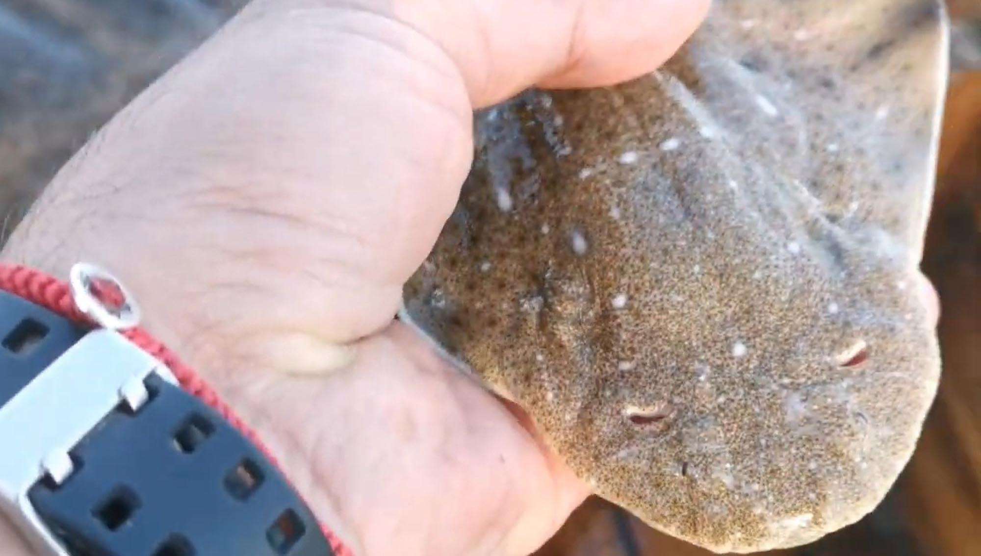Rare Angelshark Gives Birth After Being Landed On Boat