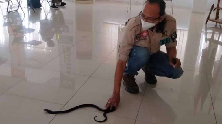 Read more about the article Famous Indonesian Snake Handler Dies From Cobra Bite After Showing How To Handle It Safely
