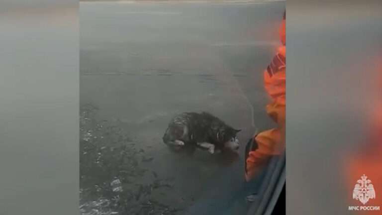 Read more about the article Adrift Husky Rescued From Ice Floe