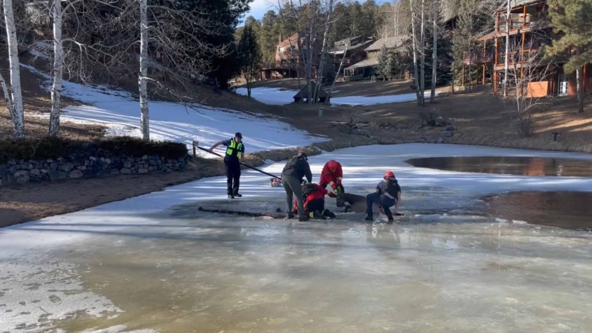 Firefighters Rescue Elk That Fell Into Frozen Pond