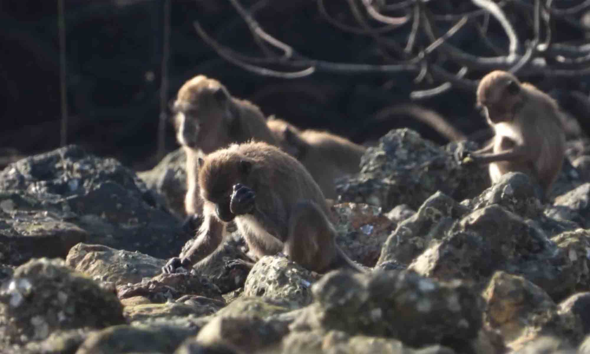 Ancient Stone Age Human Tools Could Have Been Made By Monkeys, Says Study