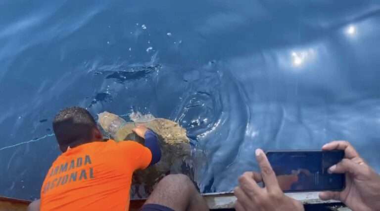 Read more about the article Turtle Tangled In Fishing Net Is Rescued
