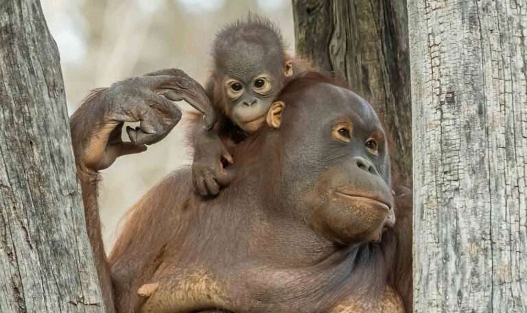 Read more about the article Adorable Baby Ape’s Day Out With Mum