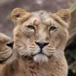 Big Cats New Enclosure At Swiss Zoo Will Simulate Hunting Environment To Support Animals’ Natural Behaviour