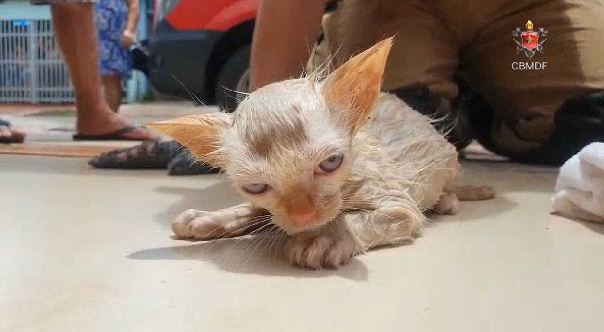 Firefighters Save Dying Kitten With Mouth-To-Mouth