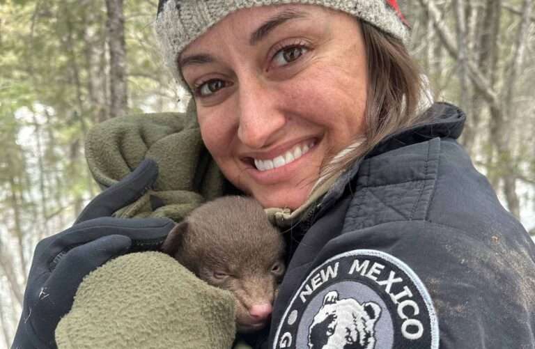 Read more about the article USA Wildlife Conservationists Looking For Professional Bear Hugger