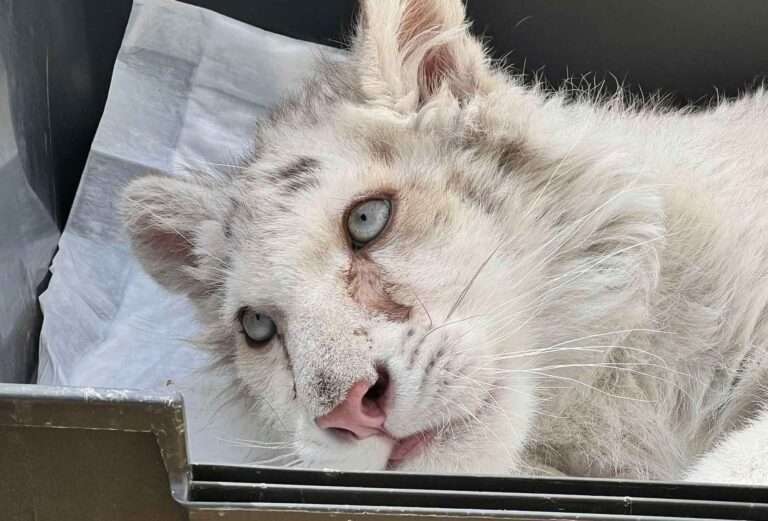 Read more about the article Rare White Cub Found Abandoned Under Dumpster