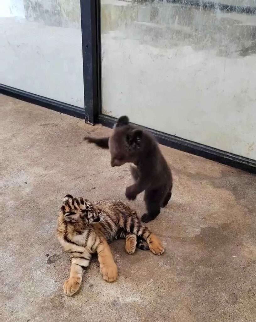 Tiger cubs play fighting 🐯