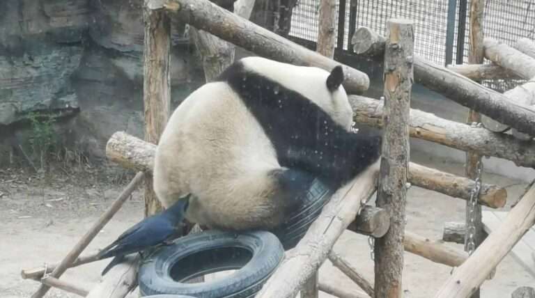 Read more about the article Crow Plucks Out Fur From Lazy Giant Panda’s Rear End To Pad Out Nest