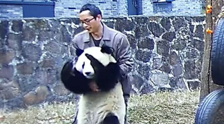 Read more about the article Breeder Performs The Heimlich On Choking Panda