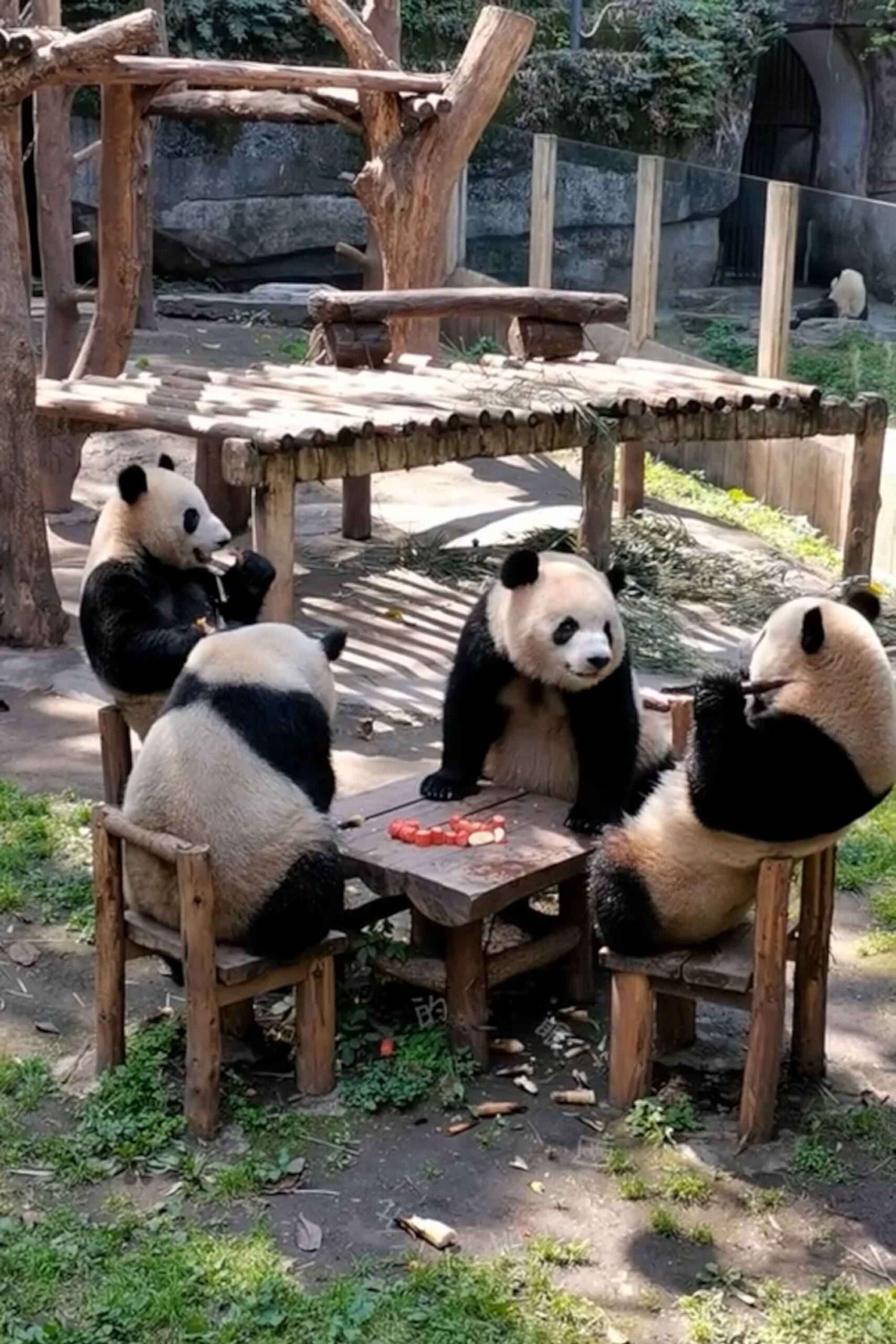 Поставь панда 4. Панда за столом. Панда еда. Чунцин зоопарк. Панда ставит лайк.
