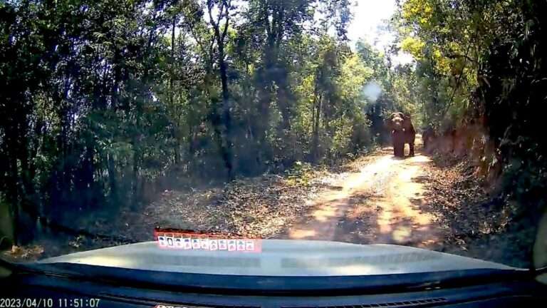Read more about the article Tusker Chases Tourists Off The Road
