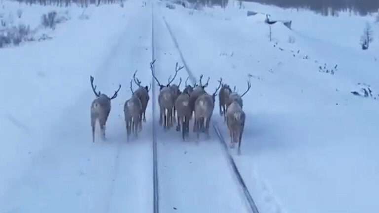 Read more about the article Reindeer Stop Train In Russia’s Frozen Far East