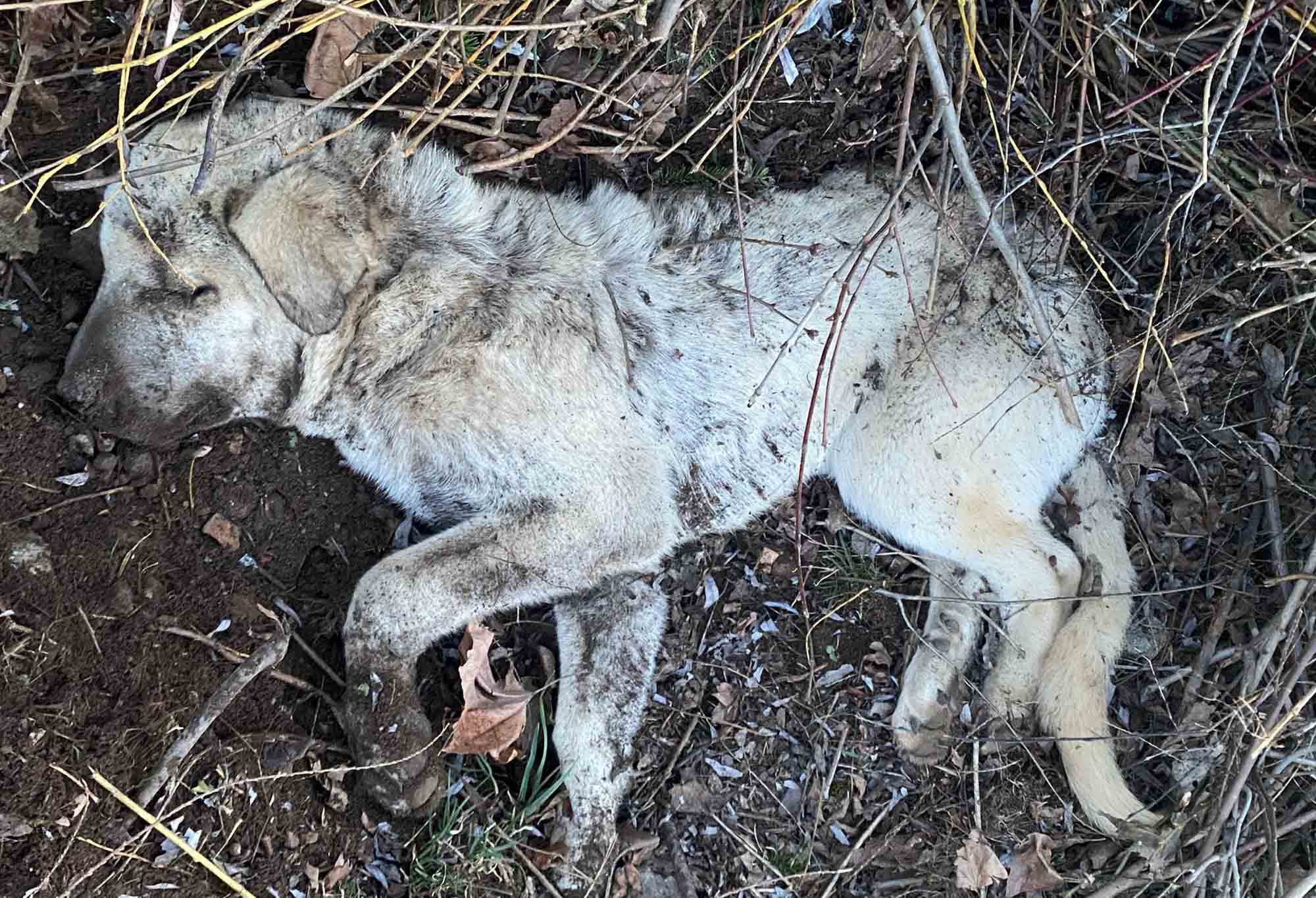 Cops Track Down Cruel Pet Owner Who Buried ‘Miracle’ Puppy Alive