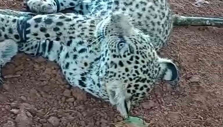 Read more about the article Cruel Poacher Dumped Severed Heads Next To Terrified Jaguar Cub