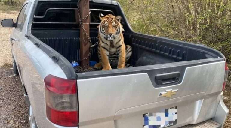 Read more about the article Mexican Cartel Abandons Pickup Truck With Drug Lord’s Tiger In Back