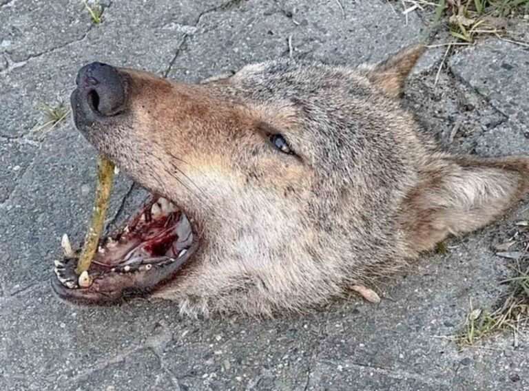 Read more about the article Walkers Find Severed Wolf’s Head In Middle Of Road