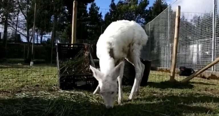Read more about the article Rare Albino Roe Rescued By Locals Passes Away