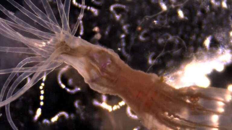 Read more about the article Threatened Sea Anemones Now Living In UK Waters As Well Can Learn Without Possessing A Brain