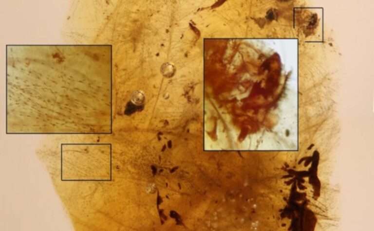 Read more about the article New Beetle Fossils Preserved In Amber Reveal Bugs Ate Dinosaur Feathers