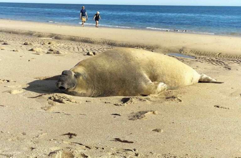 Read more about the article Elephant Seal Spotted On Mexican Beach Could Be World’s Biggest