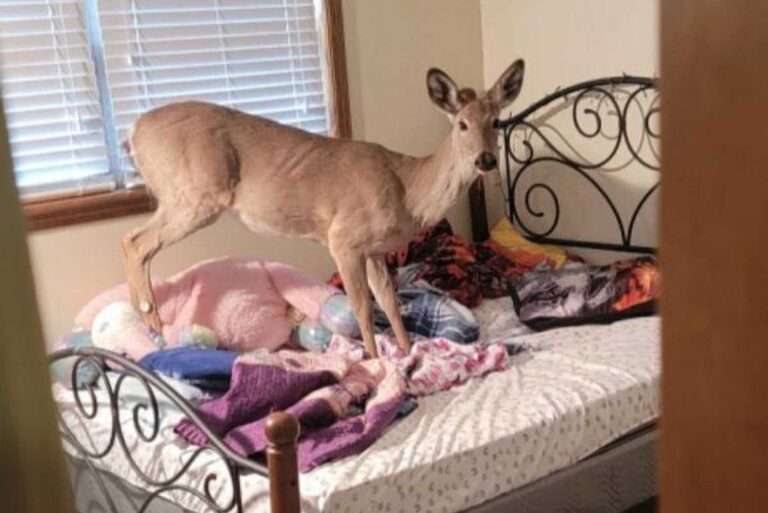 Read more about the article Runaway Deer Smashes Up Home