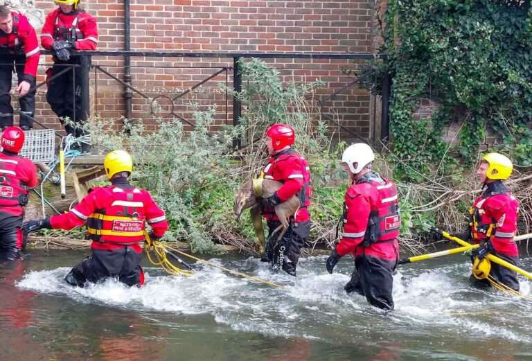 Read more about the article Bambi Trapped In River Avon In England Rescued By Fire Crews