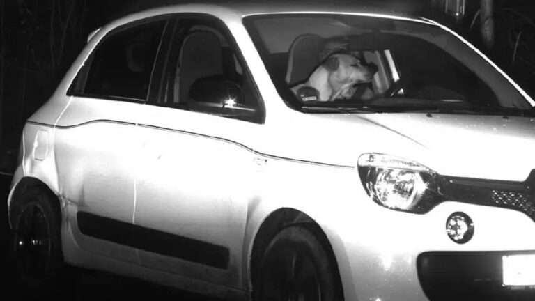 Read more about the article Speed Trap Snaps Speeding Car With Dog At Wheel